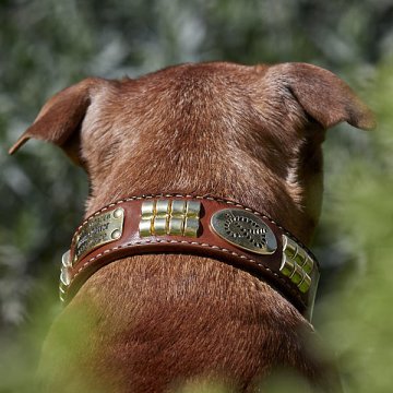 Quel est le meilleur collier pour un chien