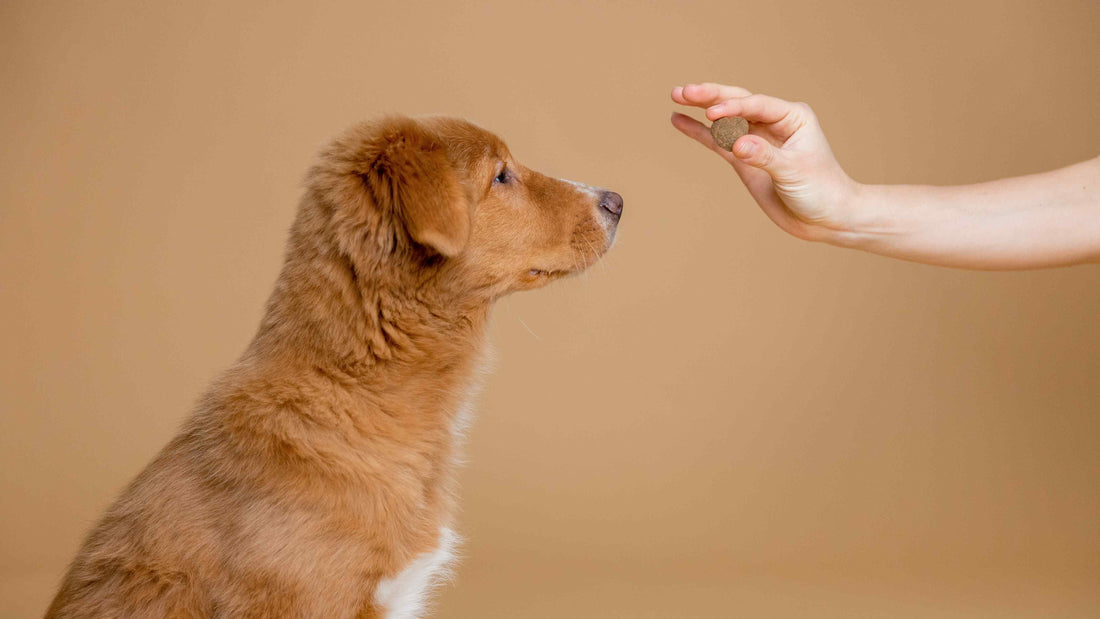 Quelle est la règle 90/10 pour les chiens ?