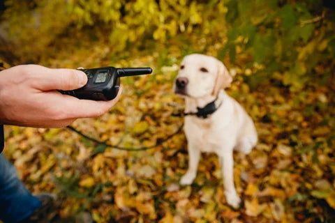Quel est le meilleur collier de dressage pour chien ?