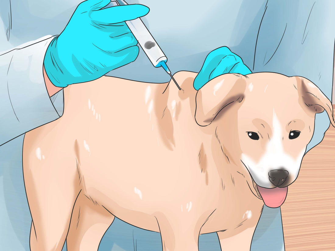 Quel est le pire ennemi du chien ?