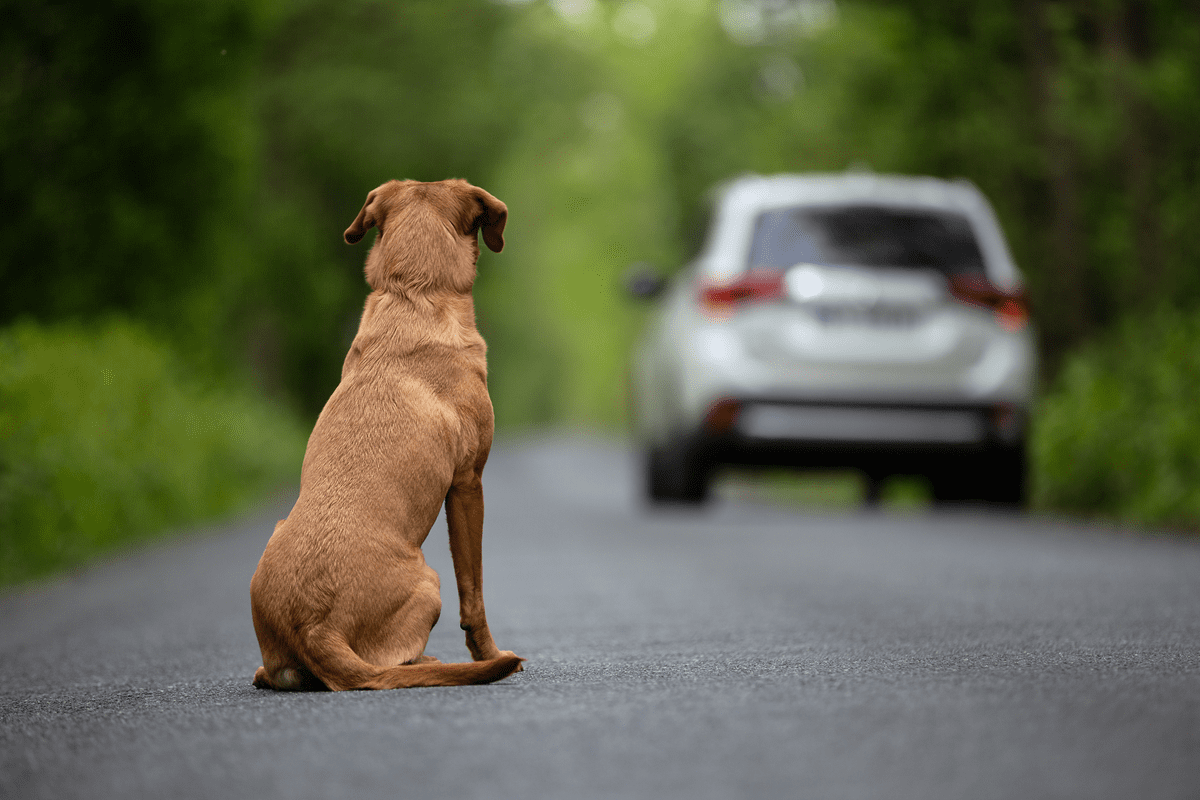 Quelle est la race de chien la plus souvent abandonnée ?