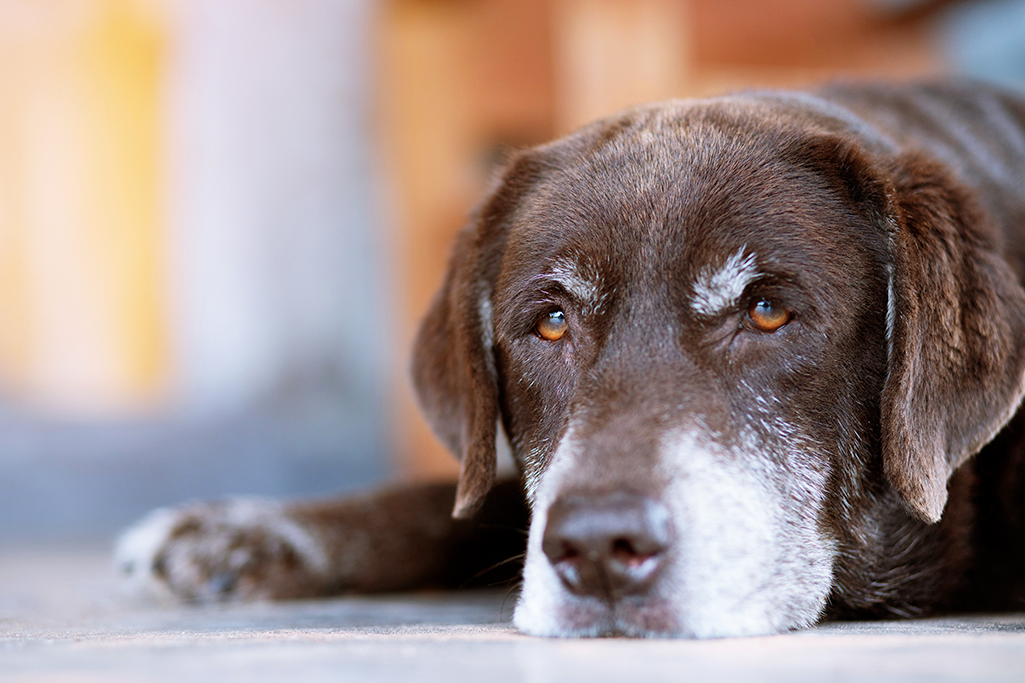 Quel est l'âge le plus difficile pour un chien ?