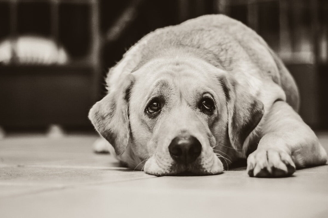 Puis-je laisser mon chien seul 3 jours ?