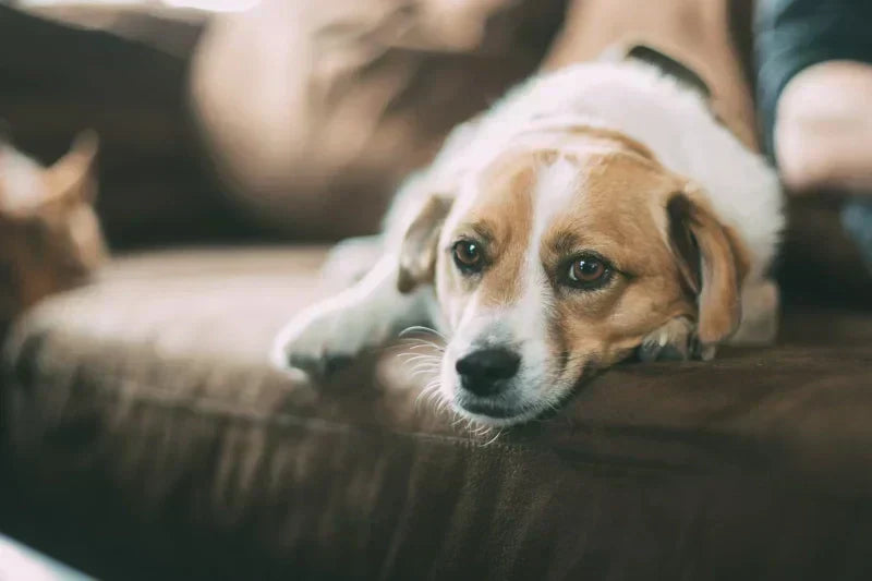 Quelle est la règle des 3 pour un chien ?