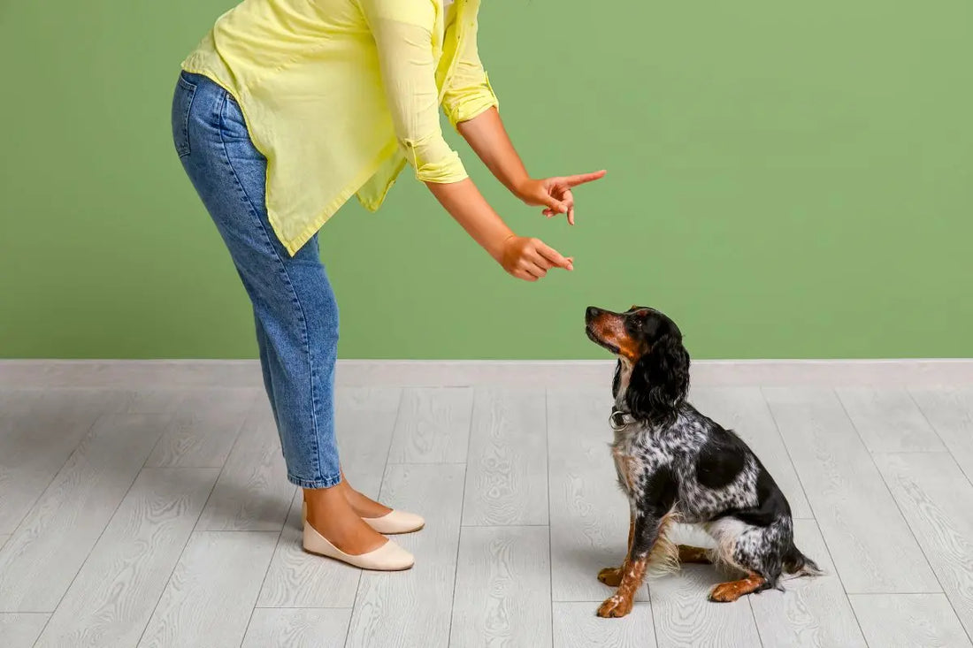 Quelles sont les 5 erreurs à ne pas faire avec son chien ?