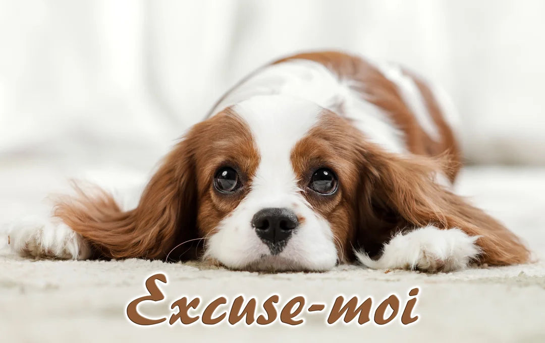 Comment s'excuse un chien ?