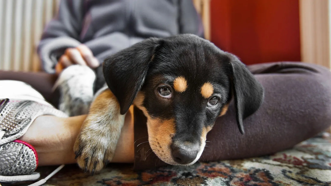 Quelle est la semaine la plus difficile avec un chiot  ?