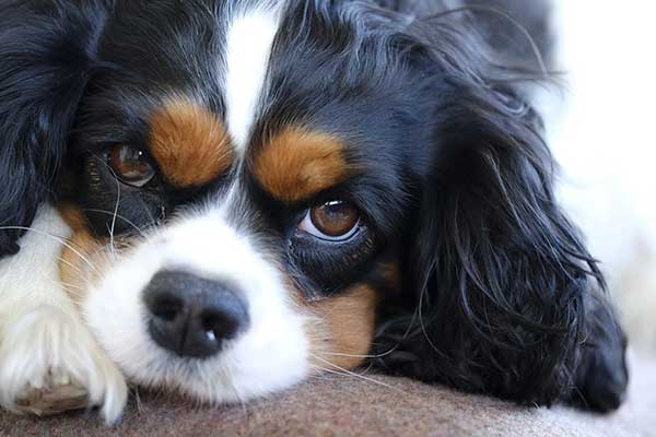 Quels sont les chiens les plus affectueux ?