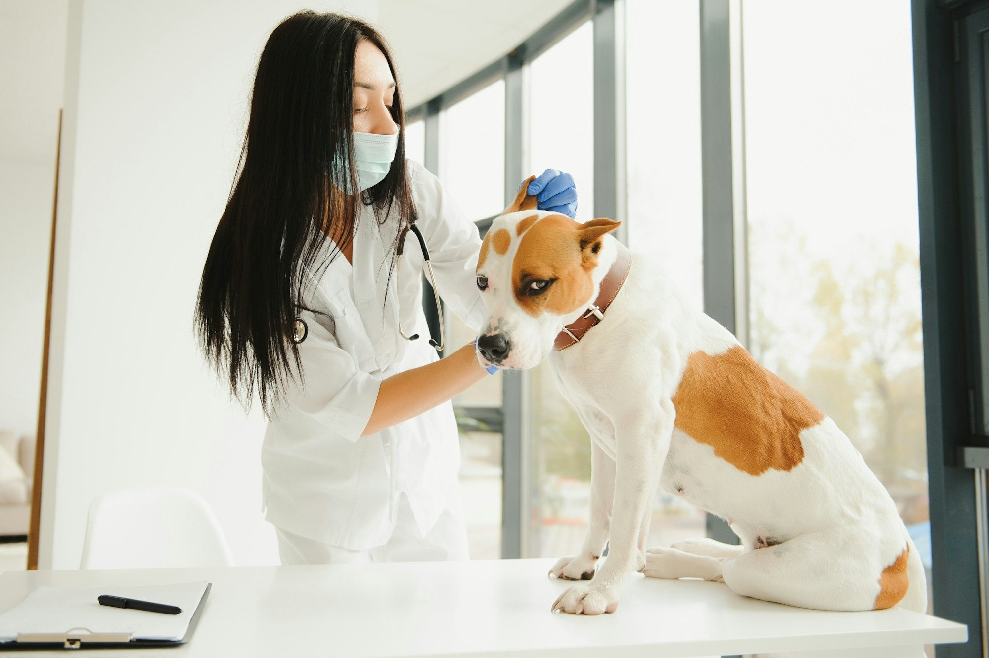 Quels colliers les vétérinaires recommandent-ils ?