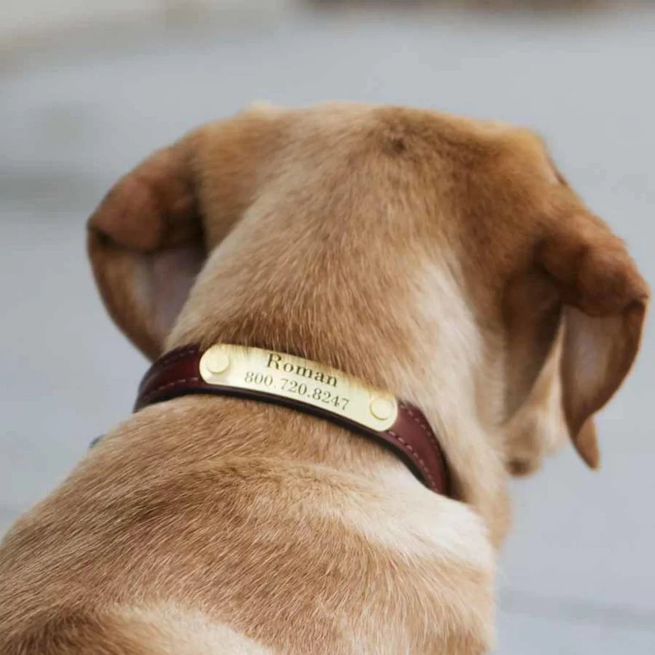 collier personnalisé pour chien
