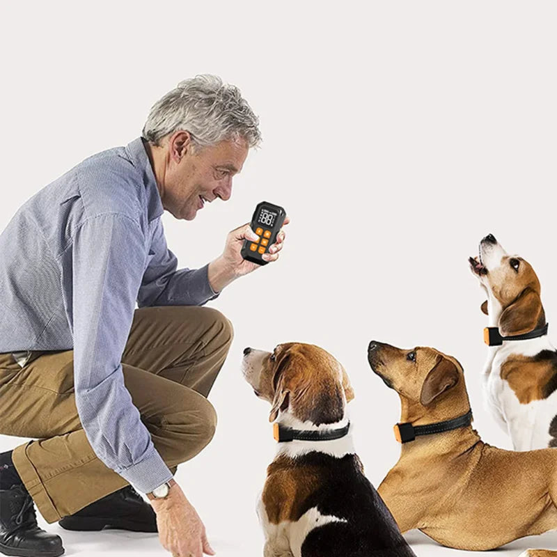 collier de dressage pour chien