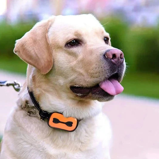 Collier Anti Aboiement