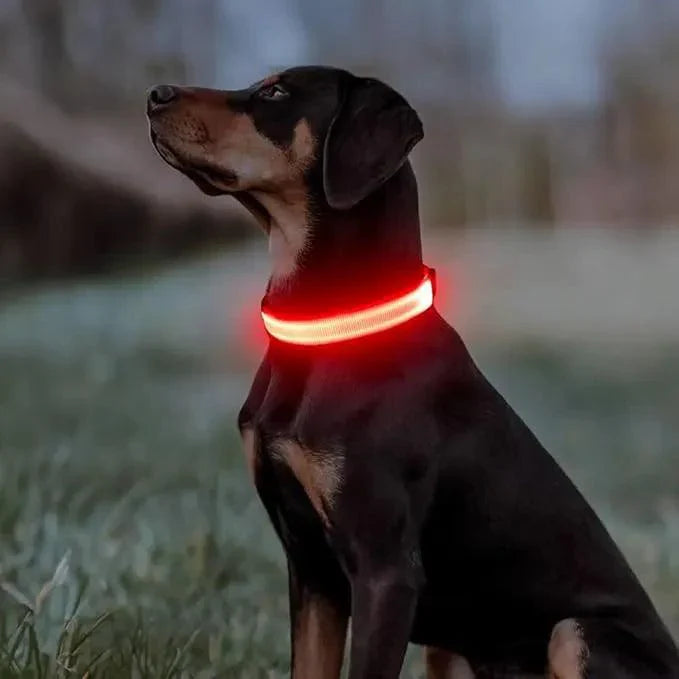 Collier Lumineux Chien