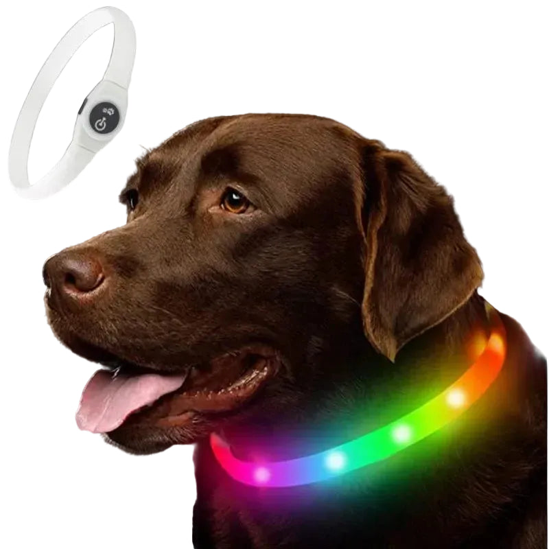 Collier_Lumineux_etanche multicolore