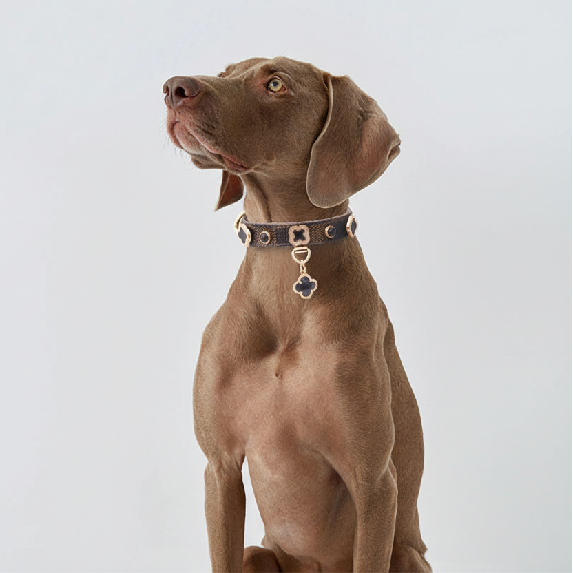 Collier en Cuir pour Chien de Luxe