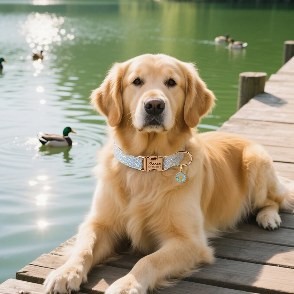 Collier pour Chien avec Médaille Personnalisé