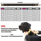 Collier et Laisse pour Chien Personnalisé